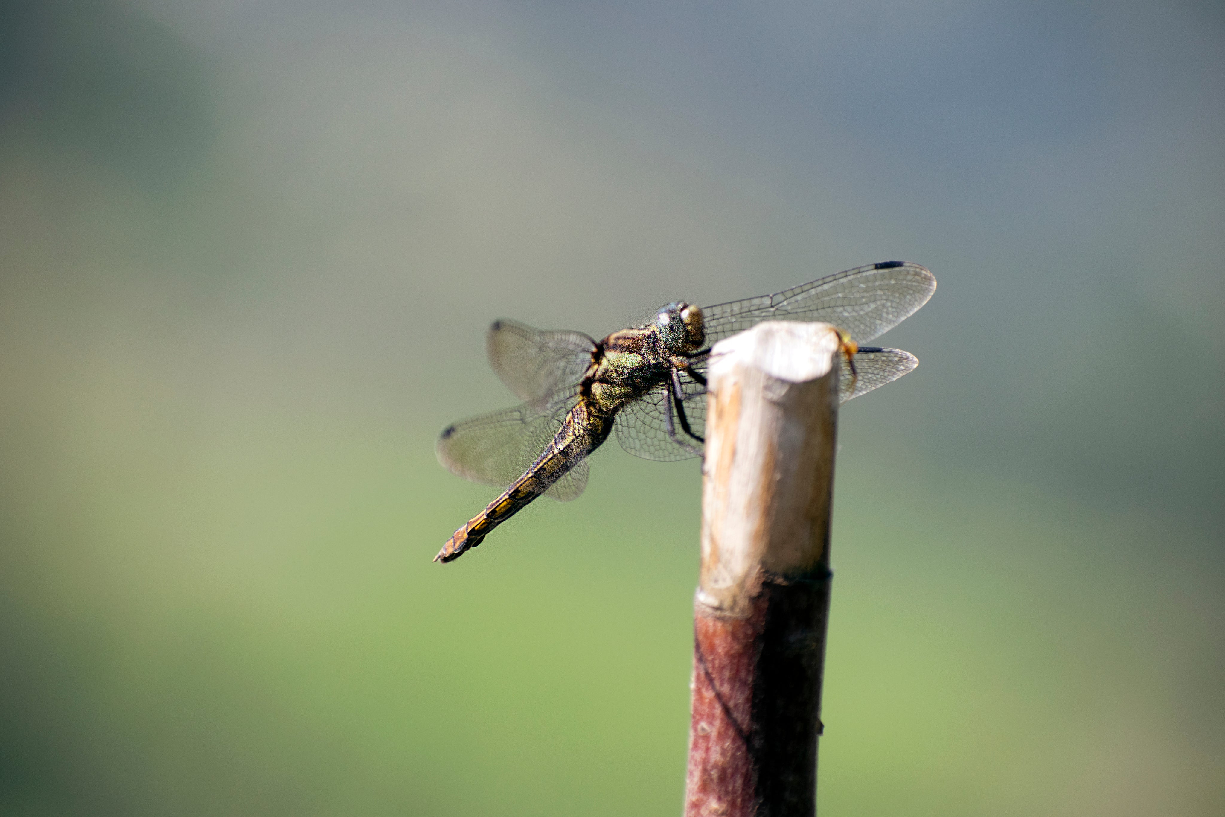 a-close-up-of-a-dragonfly-taking-a-rest.jpg